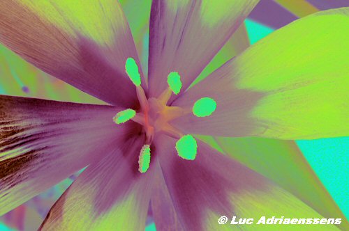 Tulpen 05
