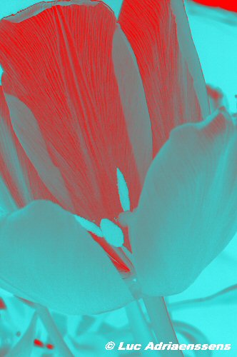 Tulpen 06