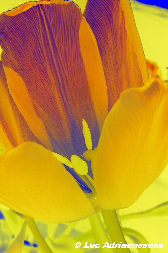 Tulpen 07