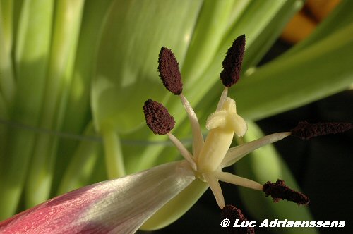 Tulpen 08