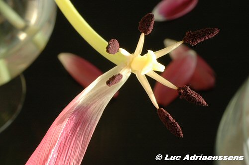 Tulpen 09
