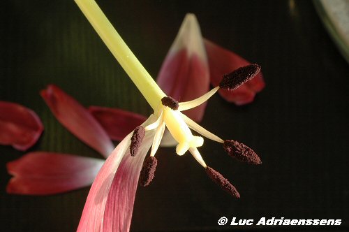 Tulpen 10