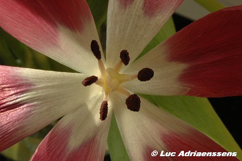 Tulpen 11