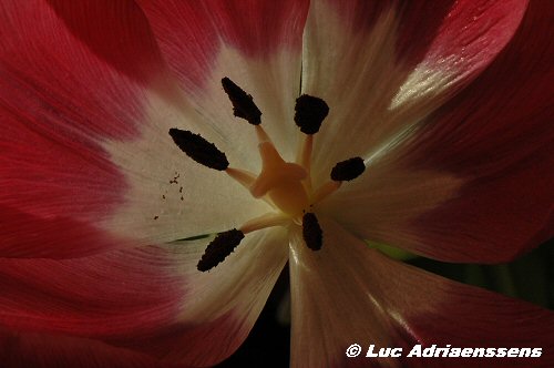 Tulpen 12