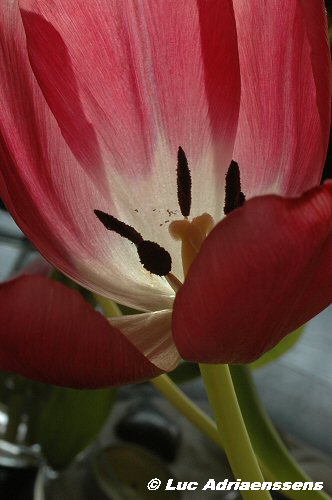 Tulpen 13