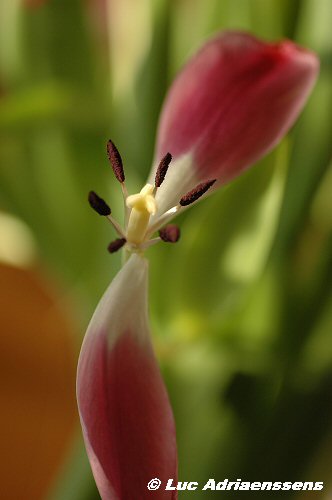 Tulpen 14