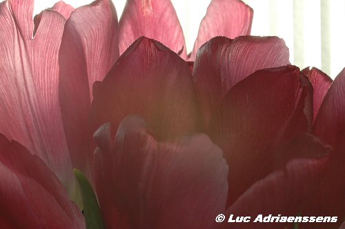 Tulpen 15