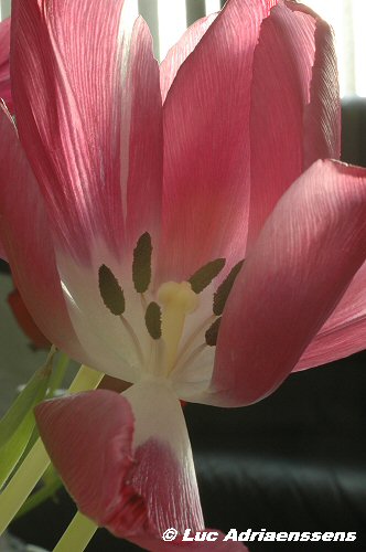 Tulpen 16