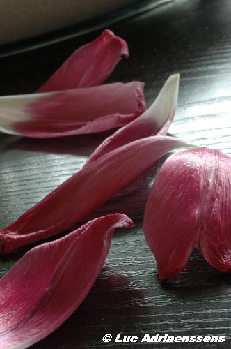 Tulpen 17