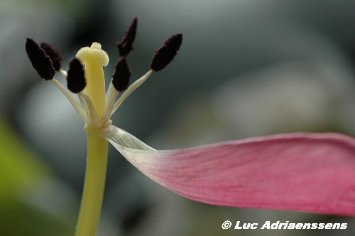 Tulpen 18