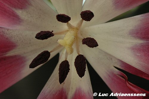 Tulpen 19