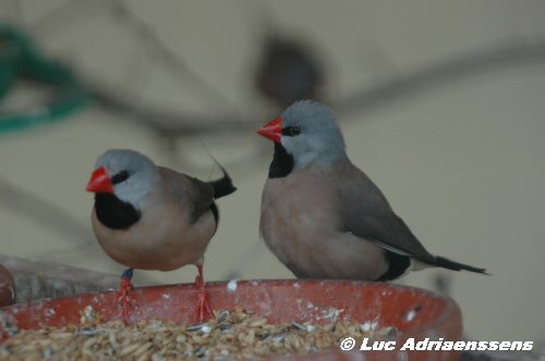 Planckendael 08