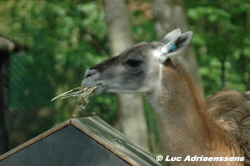 Planckendael 16