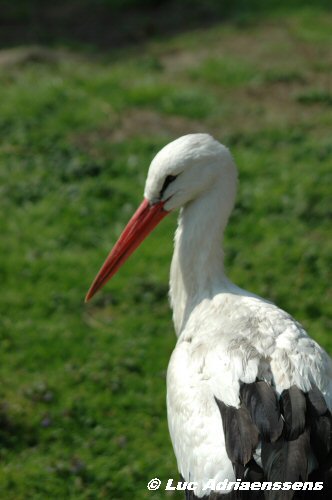 Planckendael 24