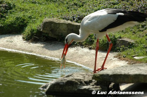 Planckendael 25