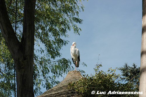 Planckendael 2006 01