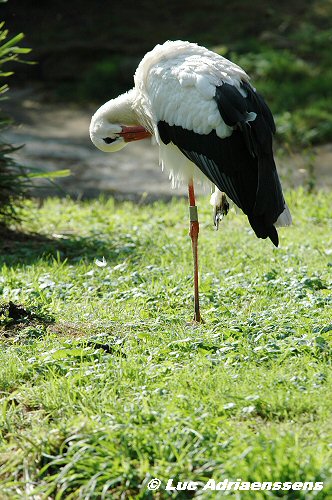 Planckendael 2006 03