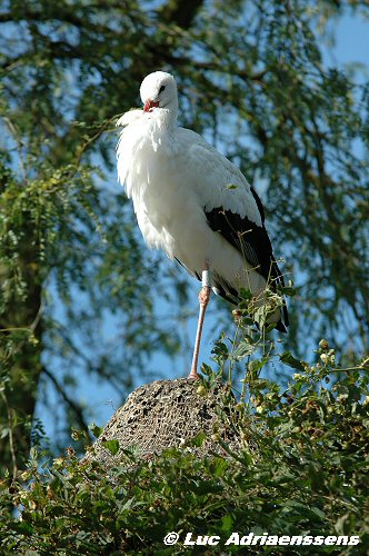 Planckendael 2006 04