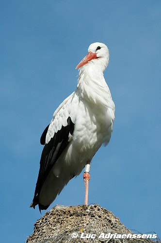 Planckendael 2006 05