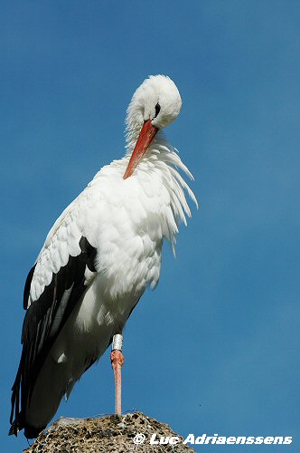 Planckendael 2006 06