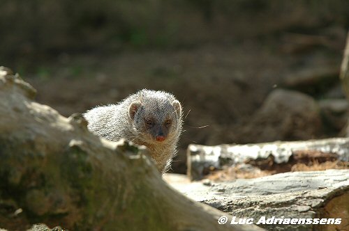 Planckendael 2006 10