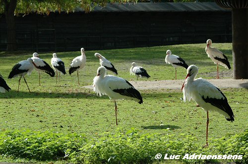 Planckendael 2006 11