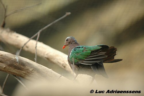 Planckendael 2006 16