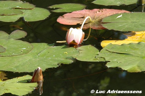 Planckendael 2006 21