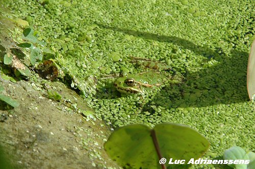 Planckendael 2006 22