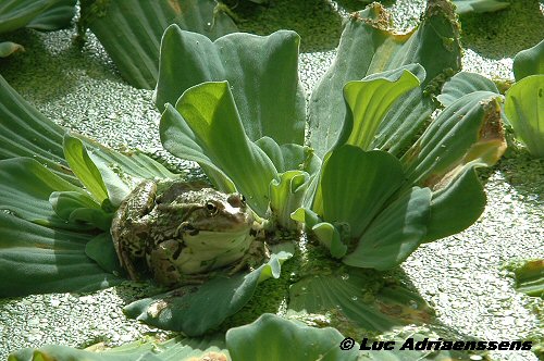 Planckendael 2006 23
