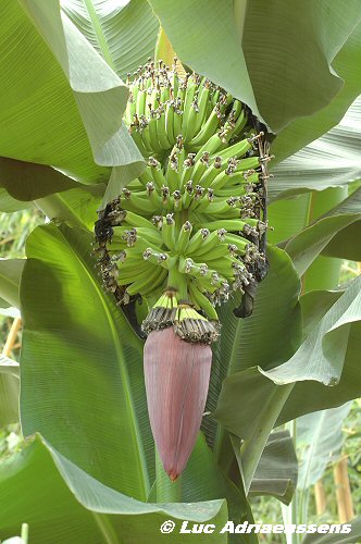 Planckendael 2006 25