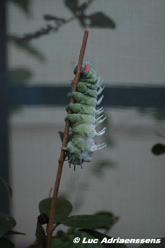 Vlinder 07