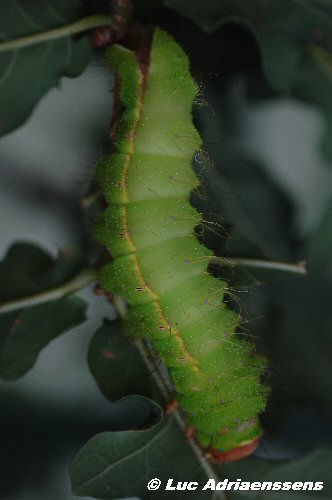 Vlinder 08