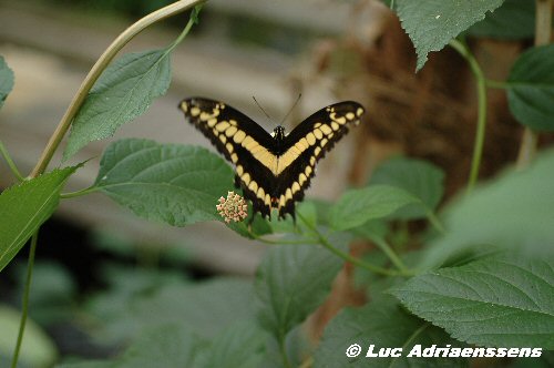 Vlinder 09