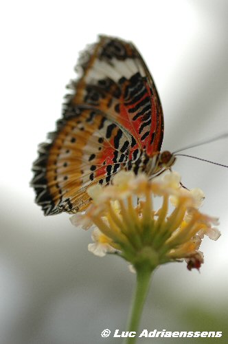 Vlinder 16