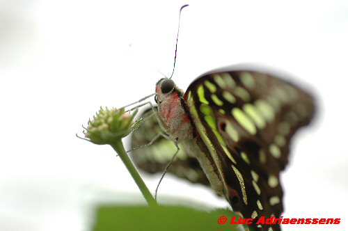 Vlinder 25