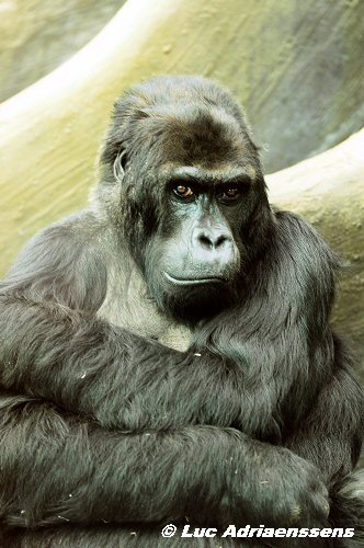 Zoo 04