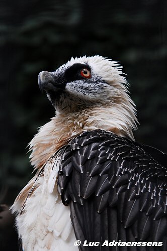 Zoo08