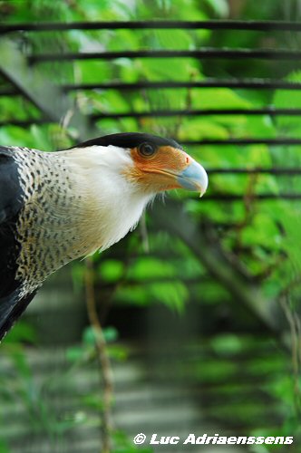 Zoo11