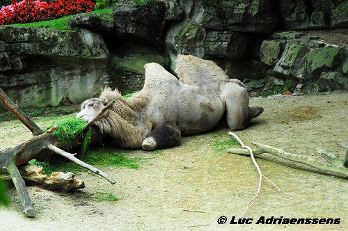 Zoo 12