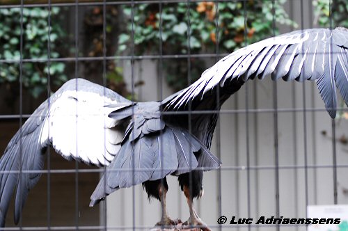 Zoo 15